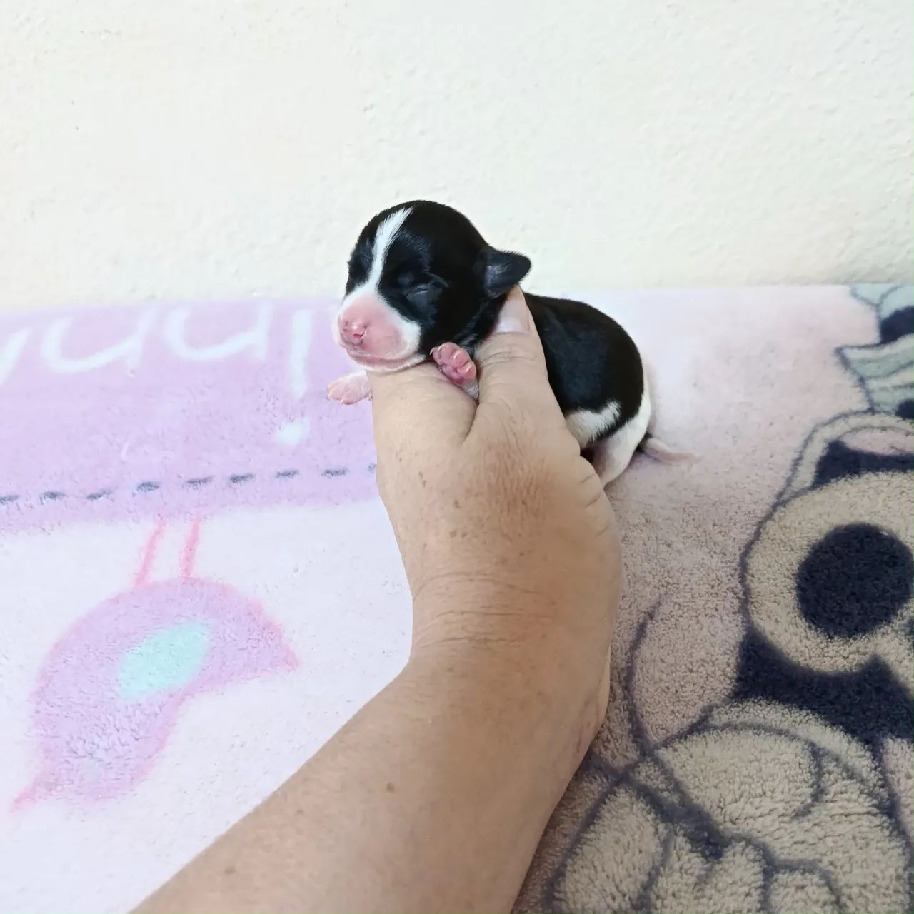 Pinscher - Foto 2