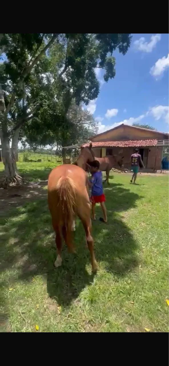 Potra quarto de Milha - Foto 2
