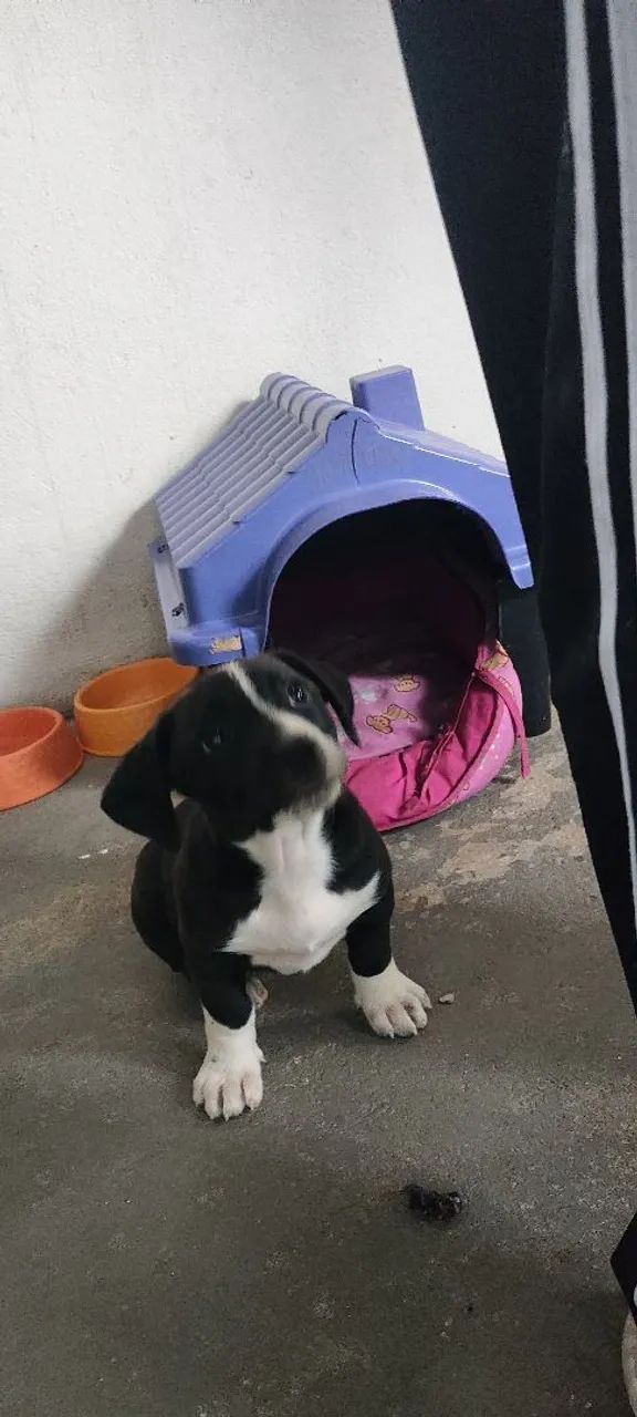 Doa-se cachorrinha 2 meses e meio 