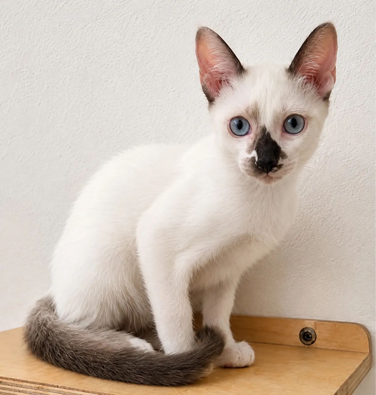 Gata filhote dócil e vacinada 