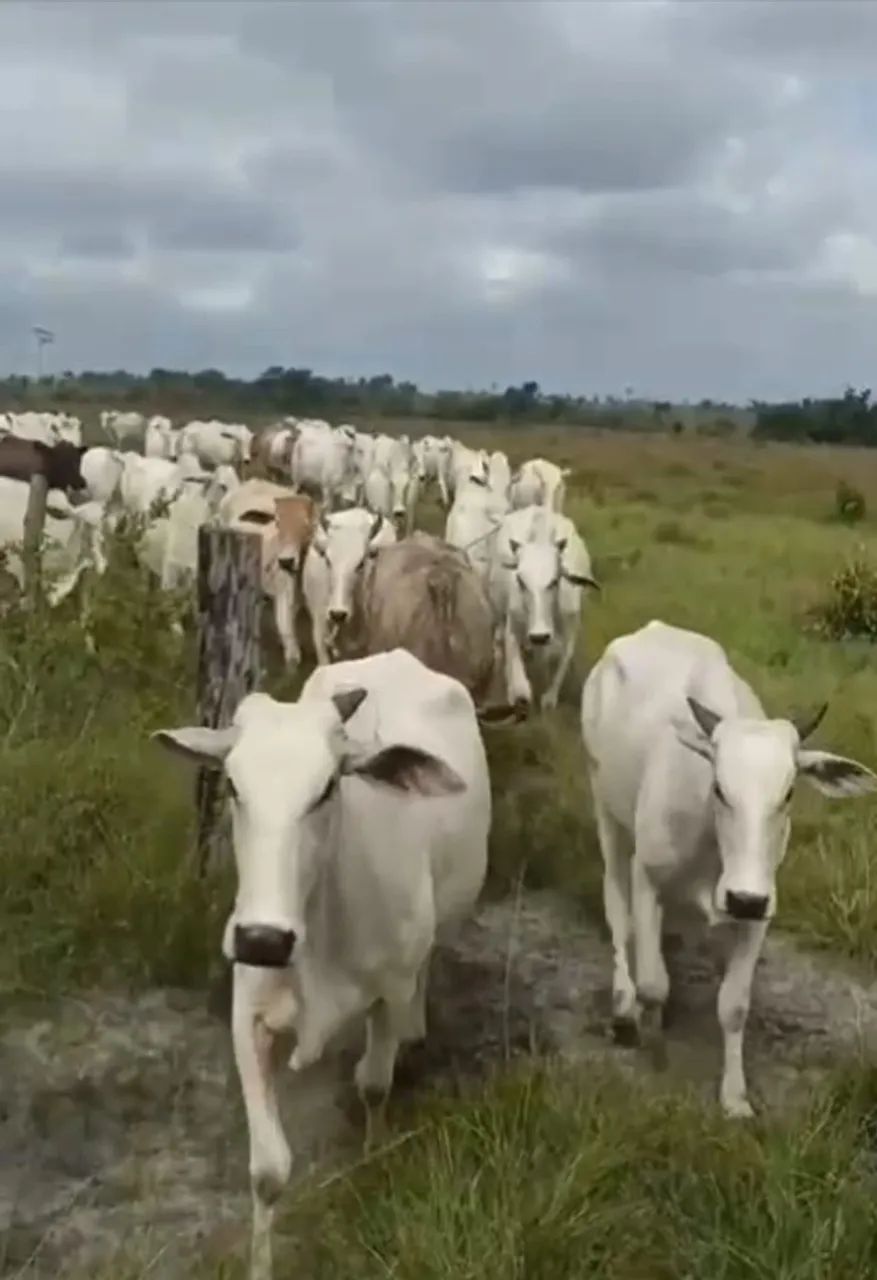 Bezerra é vacas nelore - Foto 3