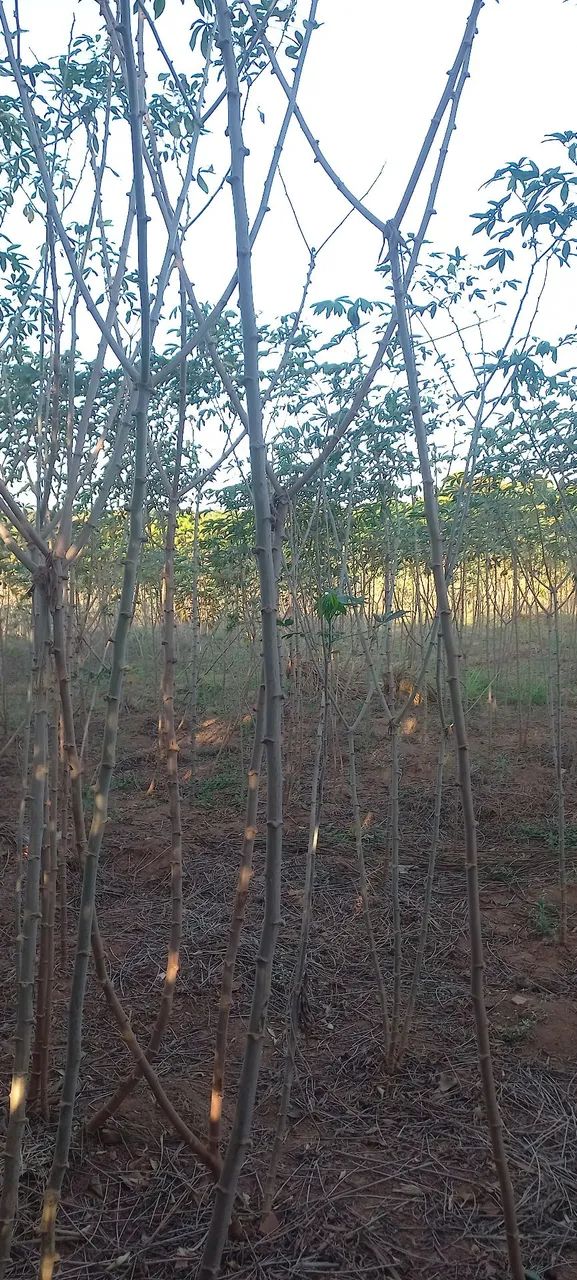 Ramas de Mandioca  - Foto 2