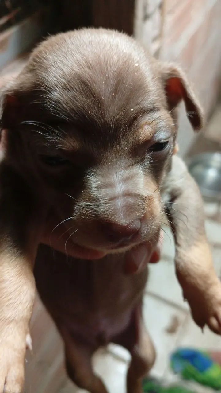 Pinscher  - Foto 4
