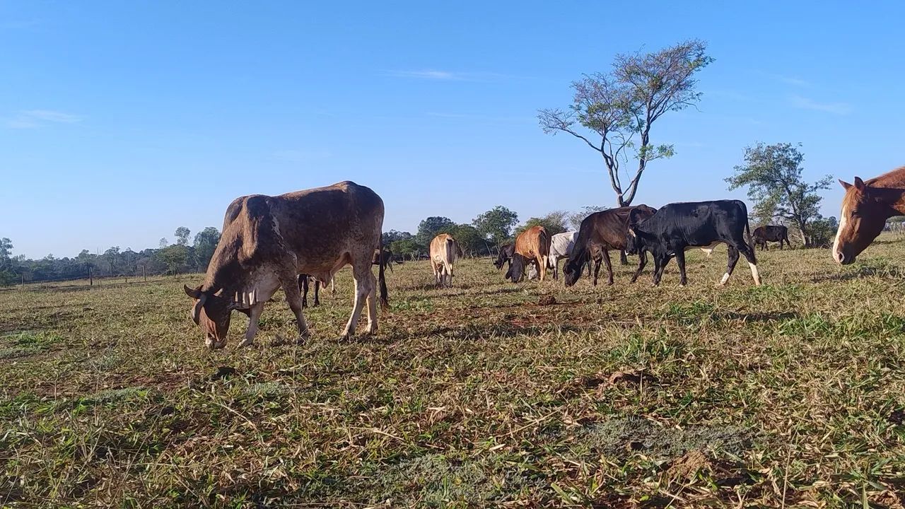 Vendo lote com 10 vacas 4 Garrotes 1 touro - Foto 2