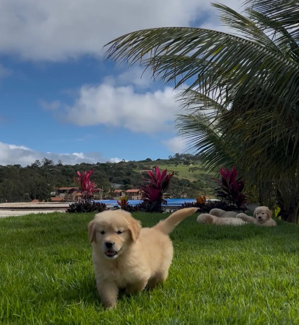 Filhote Golden Retrieve