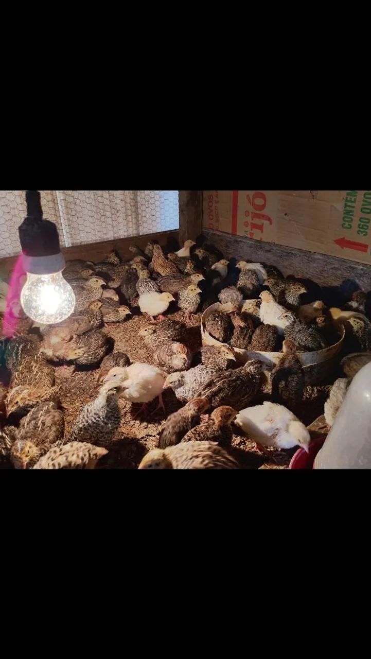 Codornas gigante e postura  - Foto 4