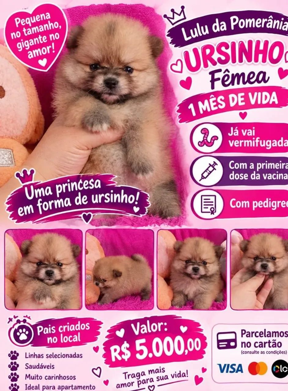 Lulu da pomerania 