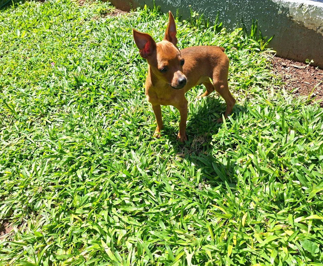 MACHO PINSCHER 7 MESES