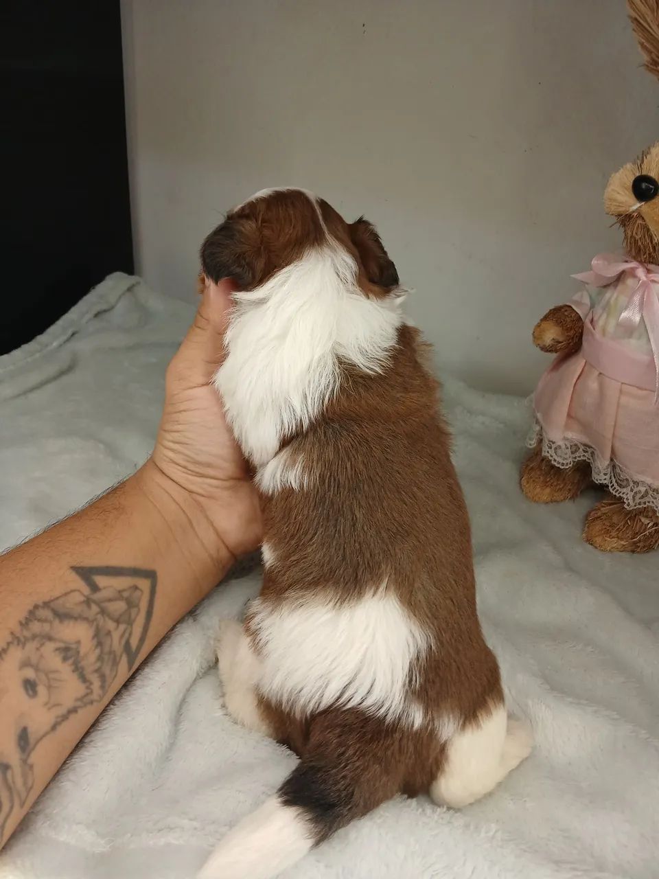 Filhote de shihtzu macho para reserva  - Foto 2