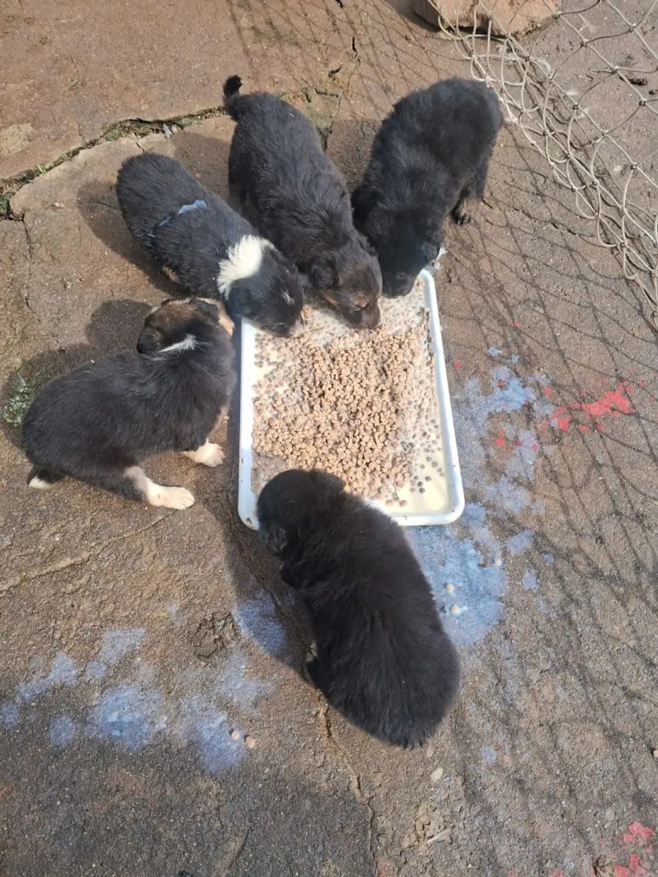 Cachorrinhos border collie - Foto 3