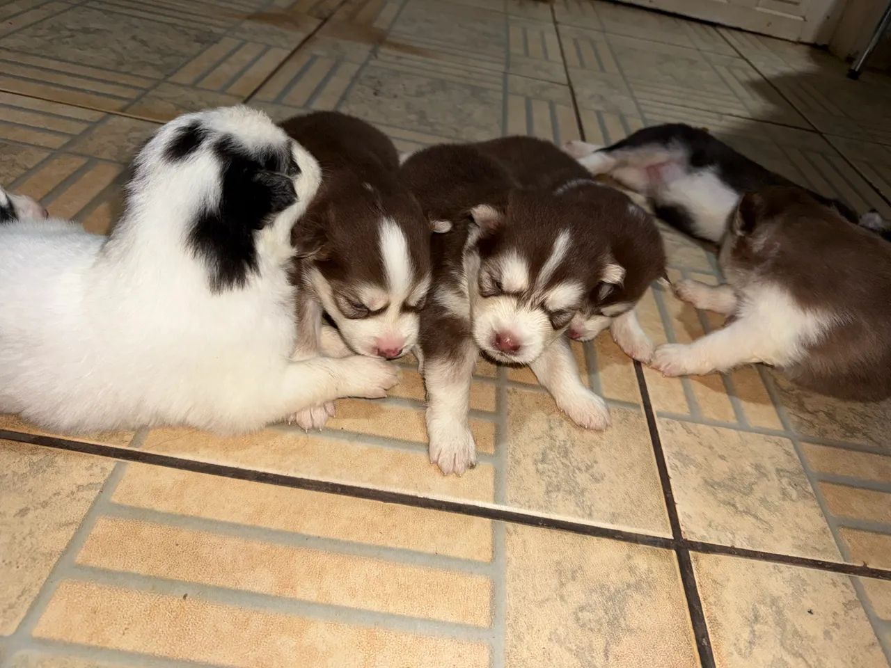 Husky siberiano  - Foto 2