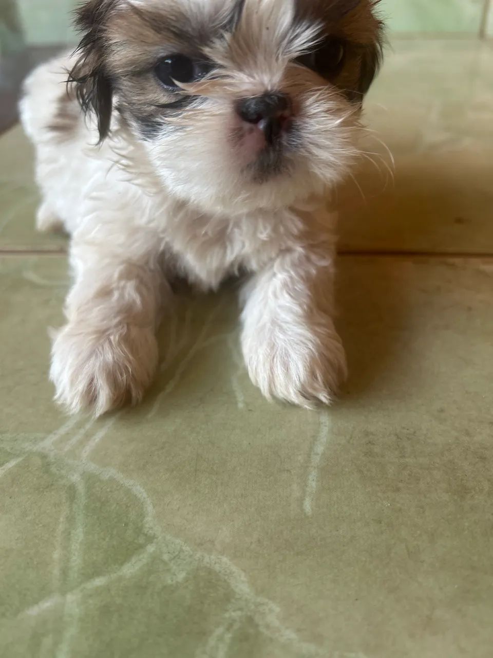Shitzu macho mini 50 dias