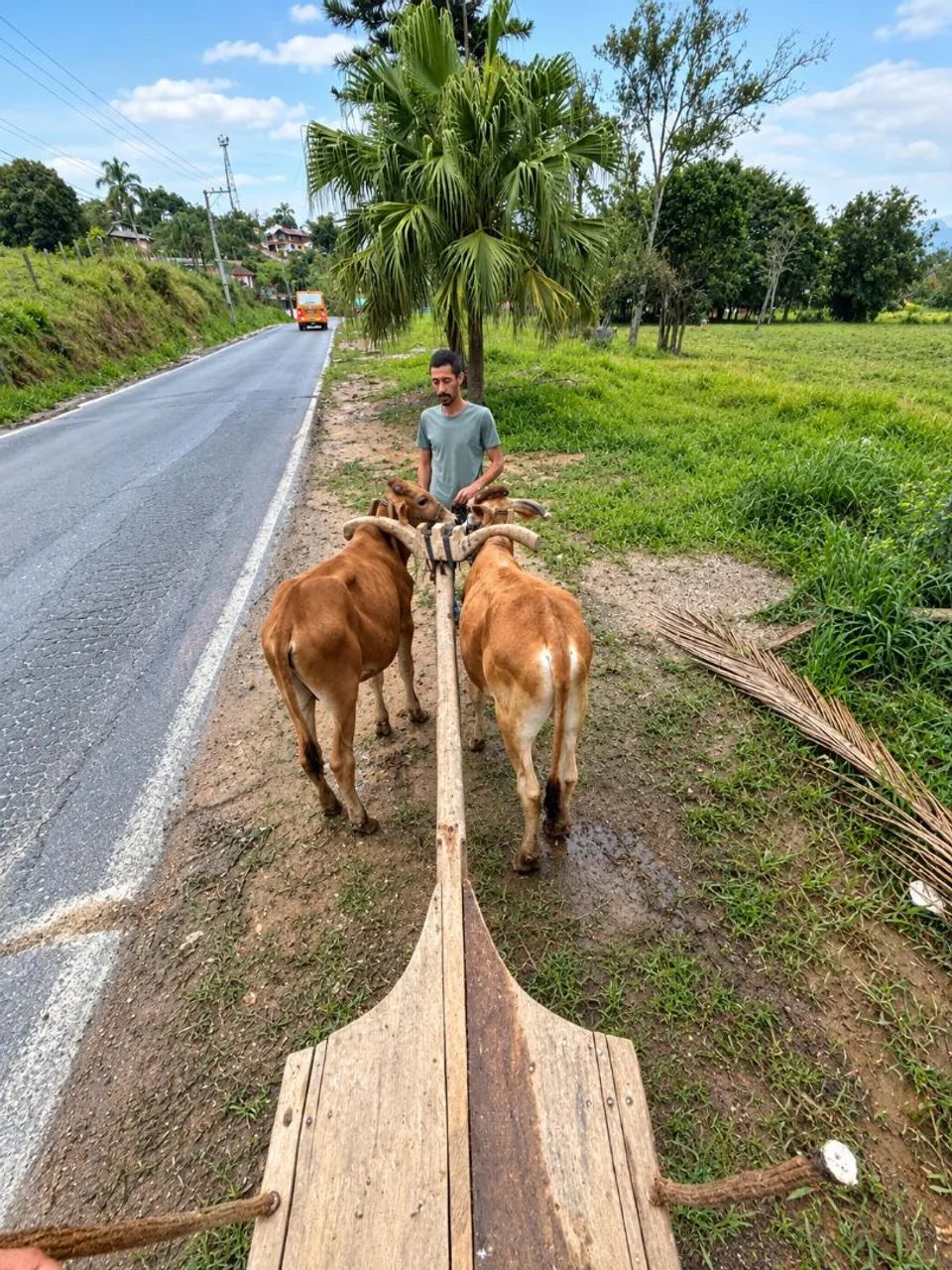 Parelha de terneiro. - Foto 4