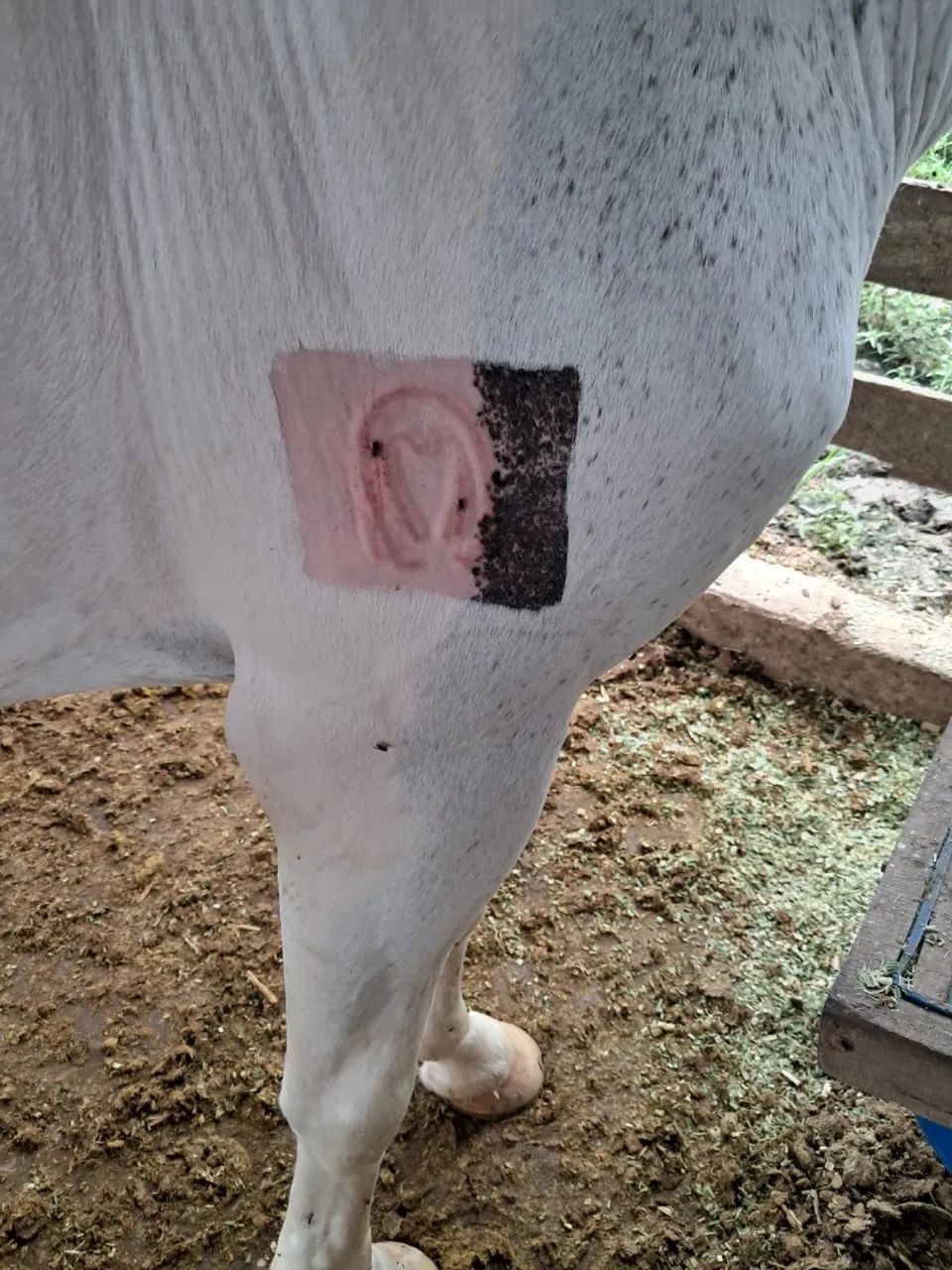 CAVALO MANGALARGA  - Foto 4