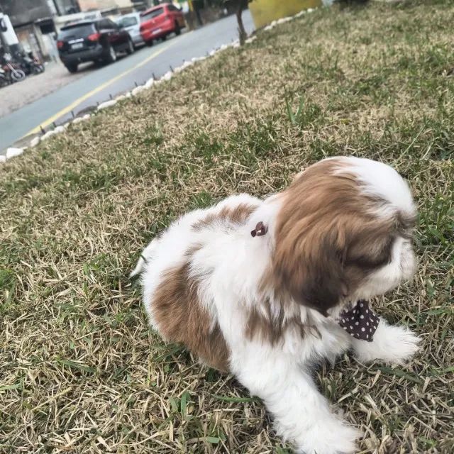 Macho de Shitzu lindos bebês  - Foto 3