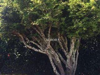 Chácara à venda, 2500 m² por R$ 1.800.000 - Recanto Santa Andréa - Cambé/PR - Foto 9