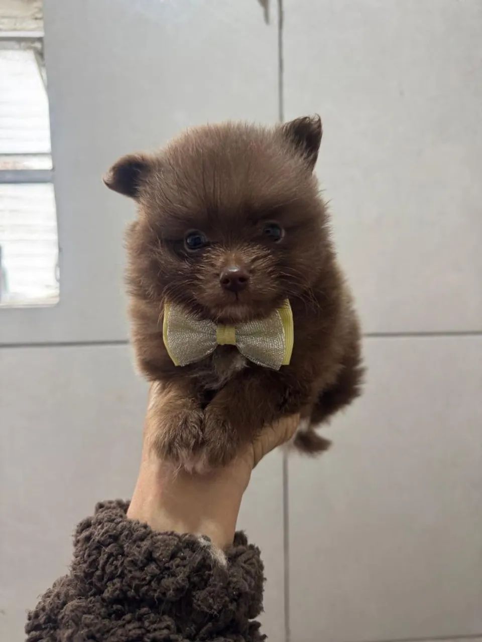 Fofinhos e belos Lulu 