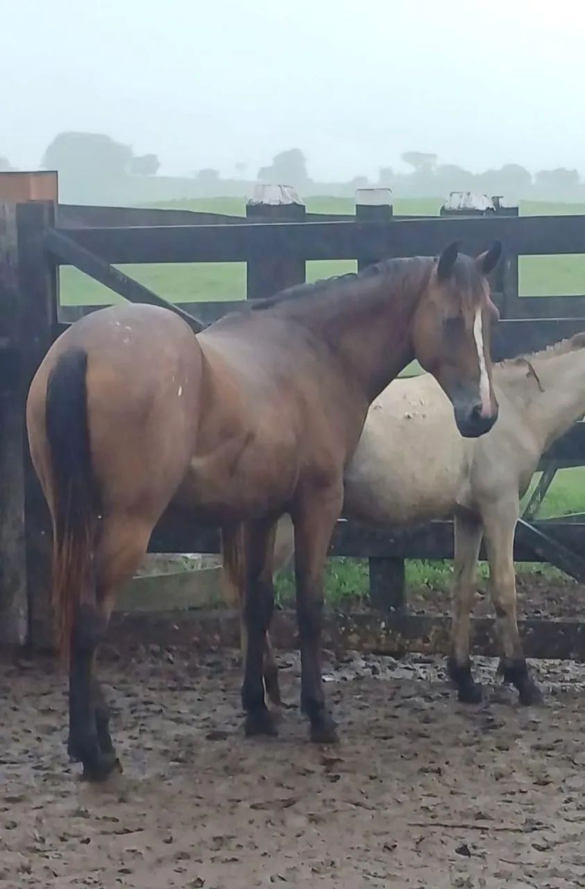 Potra Quarto de Milha x Appaloosa