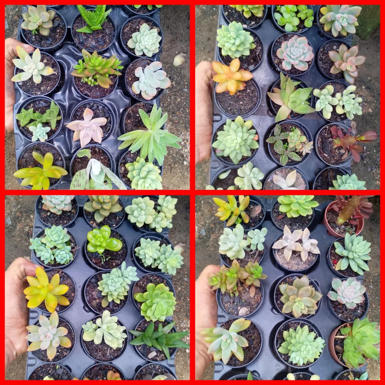 suculentas  - Foto 2