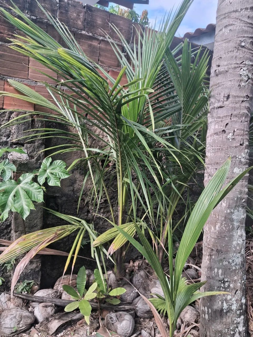 MUDAS DE PÉ DE COCO ANÃ - Foto 2