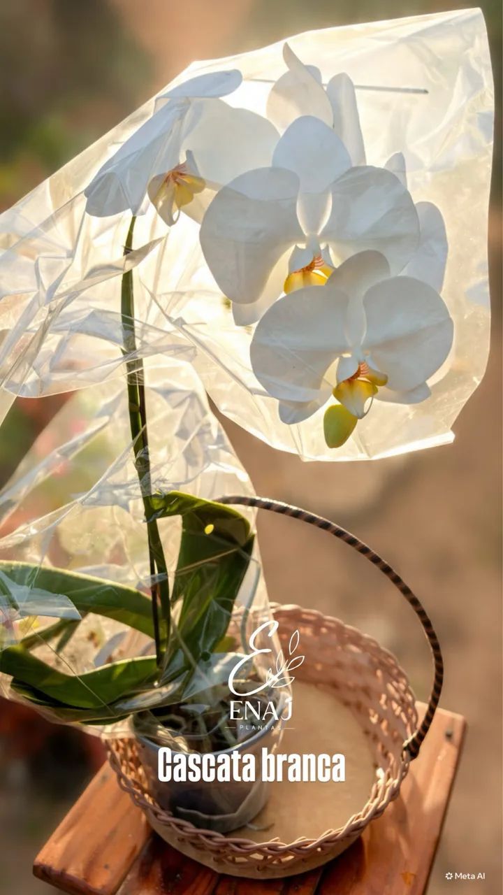 Orquídeas  - Foto 5