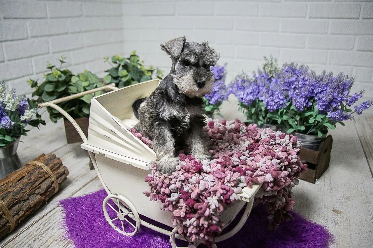 Schnauzer miniatura  - Foto 2