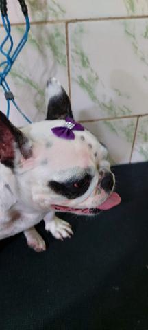 Banho e Tosa do doguinho - Foto 2