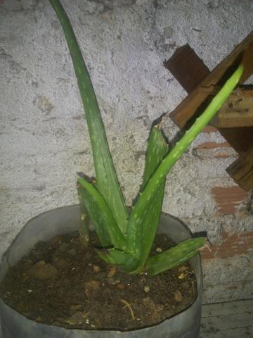 Plantas ornamental e medicinal - Foto 6