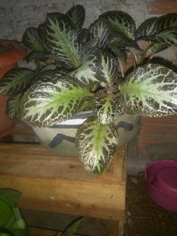 Plantas ornamental e medicinal