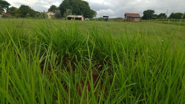 Vila rural em Valinhos , cidade Luiziana - Foto 3