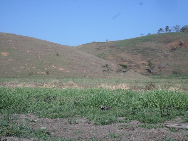 Fazenda de 154 alqueires em Silva Jardim, RJ - Foto 11
