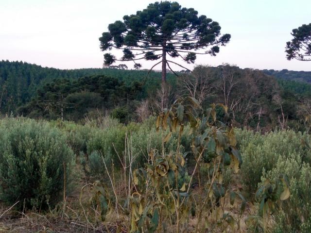 Fazenda de 71.5 Alqueires .10 Alq de Pínus com 11 Anos .Guarapuava - PR - Foto 16