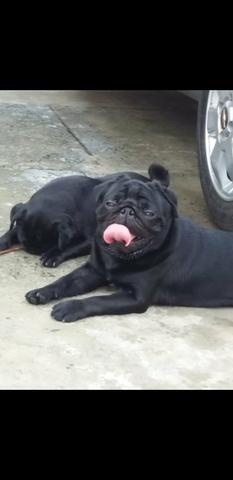 Pug
