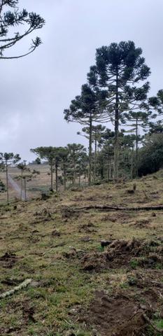 Sítio /chácara em Urubici/área rural em Urubici - Foto 5