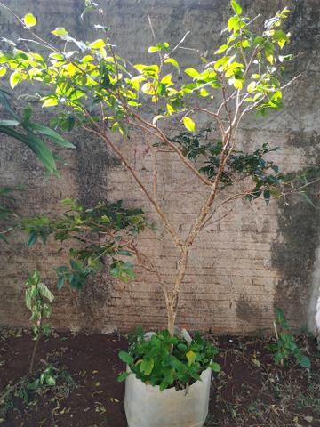 Jabuticaba com flor - Foto 2