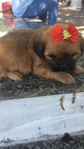 Shitzu