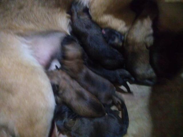 Vendo filhotes de Belga Malinoá - Foto 3