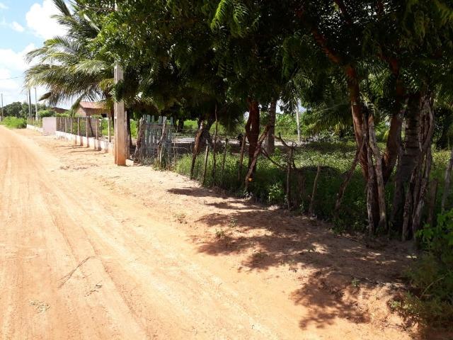 Sítio com 2 hectares - Todo irrigado e produzindo - Foto 4