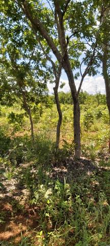 Oportunidade em Várzea da Palma MG vendo excelente chácara!! - Foto 19