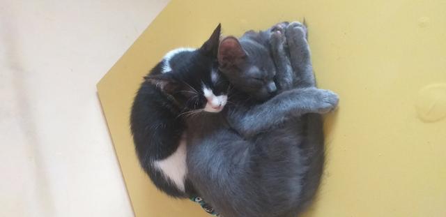 Doa-se 03 Gatinhos Urgente - Foto 2