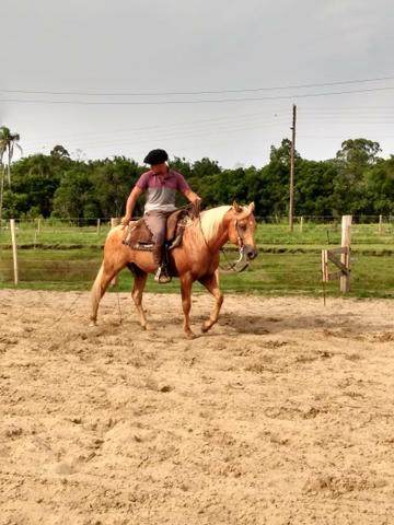Cavalo qm po - Foto 3