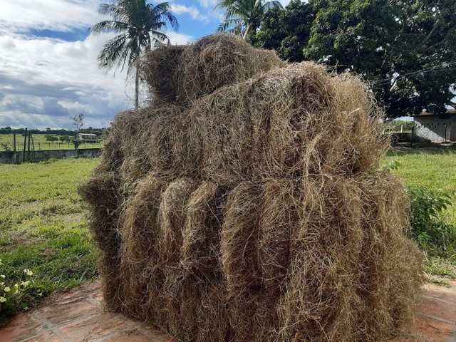 Feno de transvala R$16,00