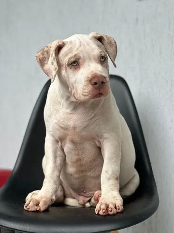 Cachorro Pitbull - Grande Belo Horizonte, Minas Gerais