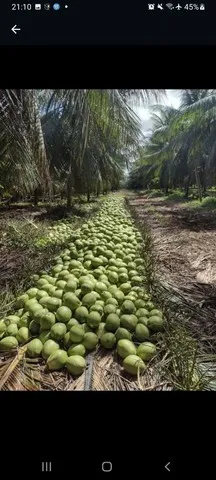 Coco verde