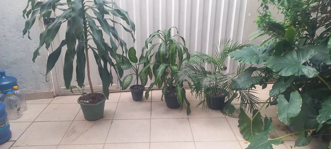 Plantas ornamentais para jardim!