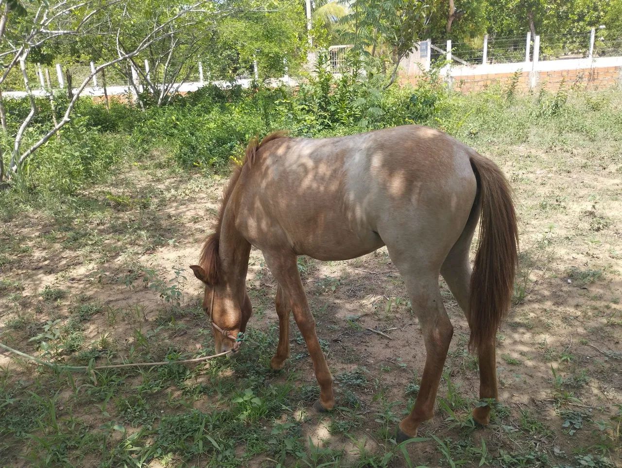 Vendo/troco potra mestiça quarto de milha com mangalarga - Foto 2