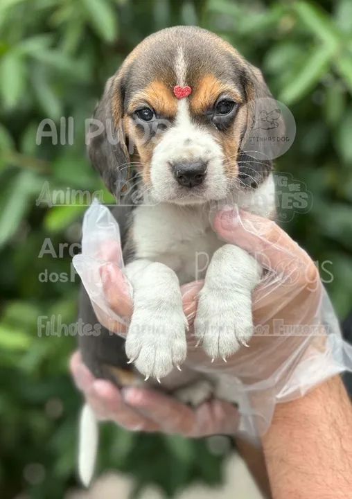 Beagle Miniatura Contrato de compra e venda com garantia