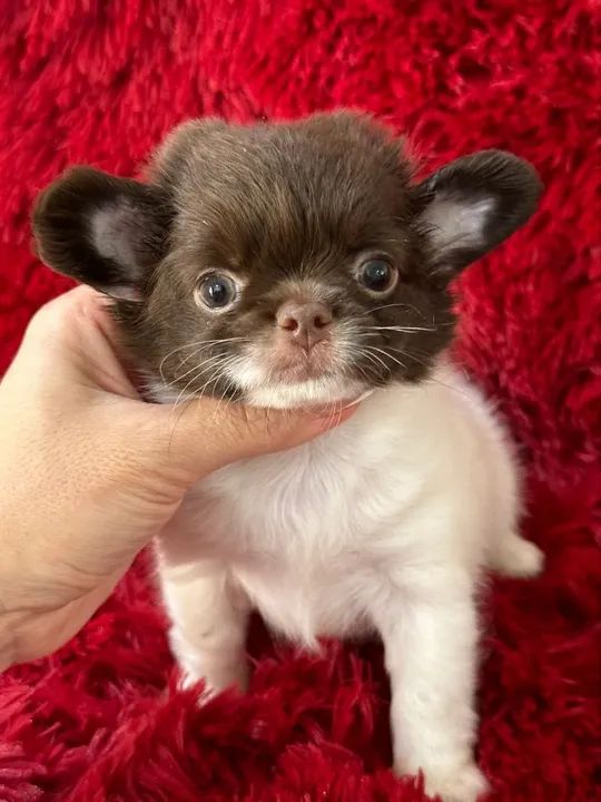 Chihuahua macho Pêlo longo. Lindo menino chocolate 50 dias pronta entrega 