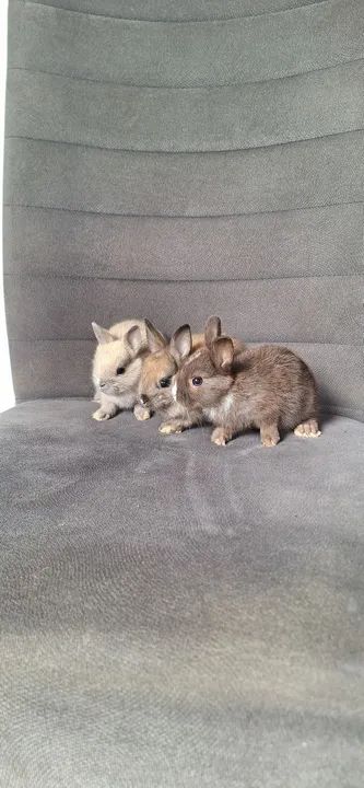 Vende-se filhotes de coelho anão netherland 