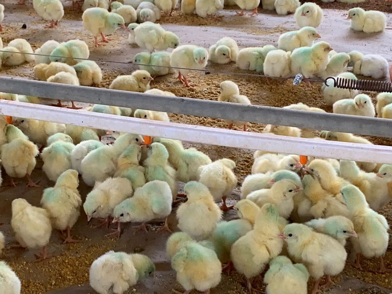 Área rural   com Aviários  Cabreuva  - Foto 4